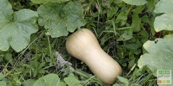 planter-courge-butternut