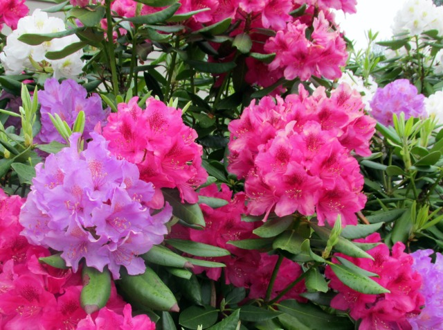 rhododendrons