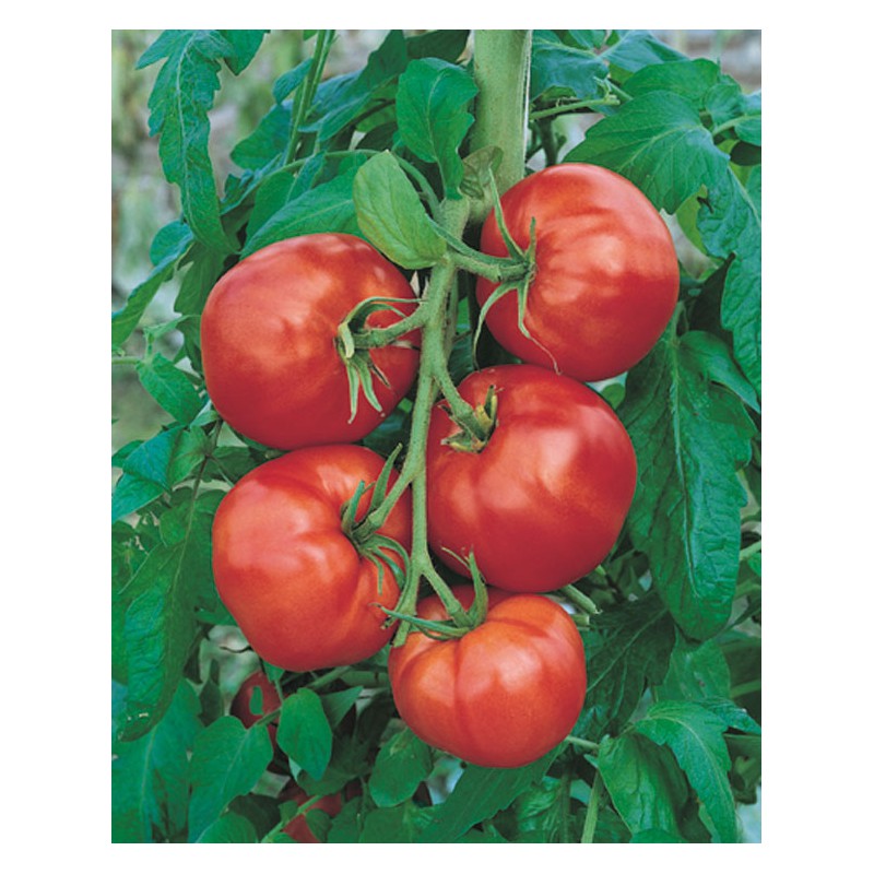 tomate-saint-pierre-